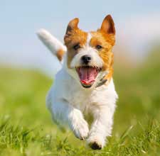 Veterinarian in Trinity, TX - Get In Touch