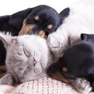 Veterinarian in Trinity, TX - About Us