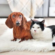 Veterinarian in Trinity, TX - New Clients