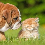 Veterinarian in Trinity, TX - Appointments